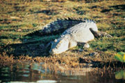 The crocodiles of Northern Territory get the chance to see this and more on your private Mary River cruise.