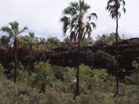 Palm Valley Central Australia