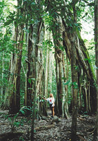 Kakadu Region Strangle Fig Tree
