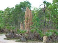 Termite Mounds in Litchfield National Park Top End Northern Territory Australia - with time permitting get to see these incredible sights and much more